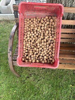 Neloupané letošní vlašské ořechy - 3