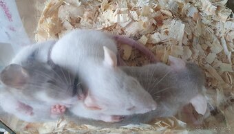 Myši potkánci morčátka - 3