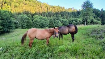 Prodám,nabízím QH kobylku s P P - 3