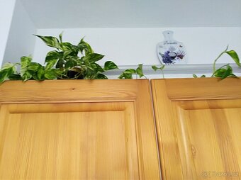 Šplhavnice zlatá -  Epipremnum aureum - 3