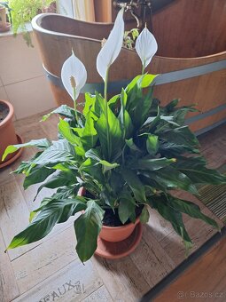 Pokojové rostliny - 3