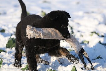 Německý ovčák s PP - štěňata k odběru - 3