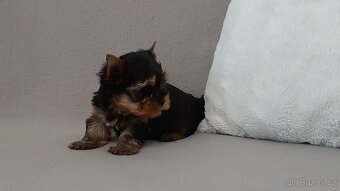 Jorkšírský terier s PP - 3