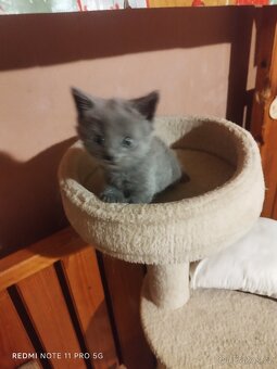 Britská koťátka - 3