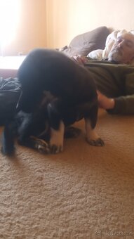 Prodej štěňat - 3