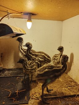 Kuřata pštros Emu - 3