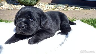 Labradorský retrívr - 3