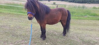 Připouštění shetland pony - mini - 3