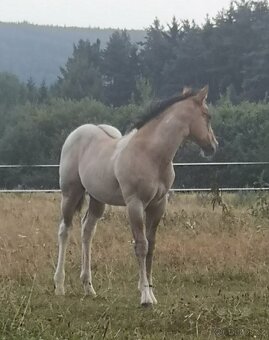 Americký paint horse 🐎 roční hřebeček - 3