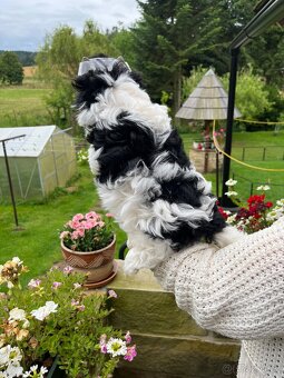 Nabízim pejska biewer yorkshire terriera - 3