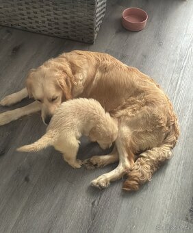 Zlatý retrívr poslední fenka volná - 3