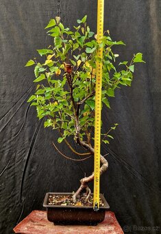 Bonsai, Bonsaj - Briza Belokora -1 - 3