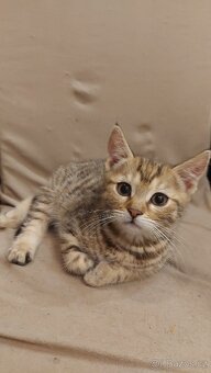 Daruji 2 koťátka (2 holky) - 3