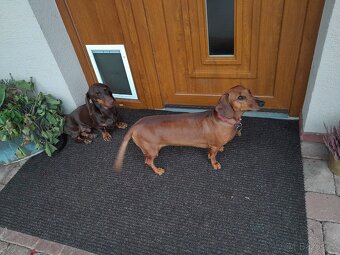 Jezevčík hladkosrstý standart - 3