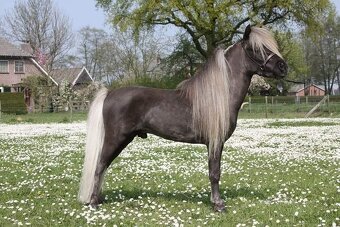 J.S Chalengers Loverboy - připouštění minihorse klisen - 3