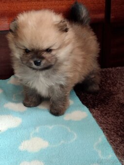Pomeranian - 3