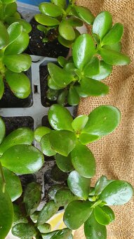 Tlustice vejčitá (Crassula ovata) - 3