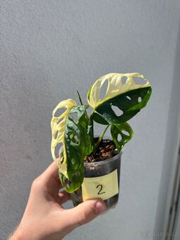 Monstera Adansonii Albo/Variegata a Mint - 3