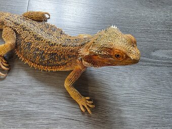 Agama Vousatá samec - 3