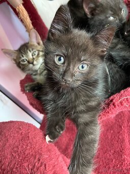 Mainská mývalí - 3