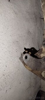 Rám jawa 21, 20 pionýr - 3