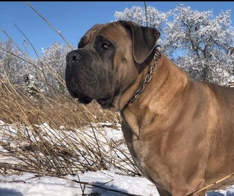 Fenka Cane Corso s PP - 3