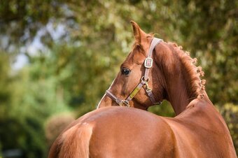 líbivý 7 letý valach po Quidam Sohn - 3