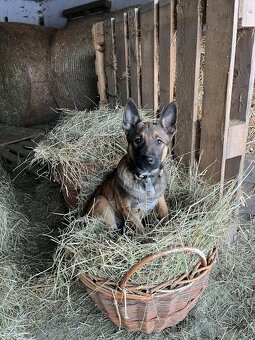 Vlček hledá domov - 3