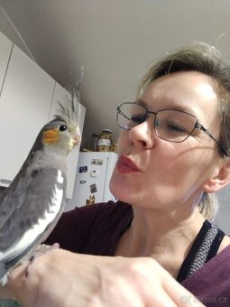 Korela krotká, ručně dokrmená - 3