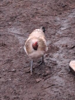 Kohouti modrá vejce - 3