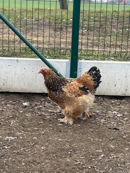 NV Brahmánka velká - 3