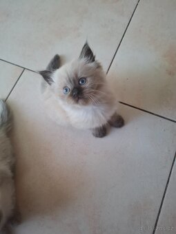 Ragdoll koťátka bez PP - 3