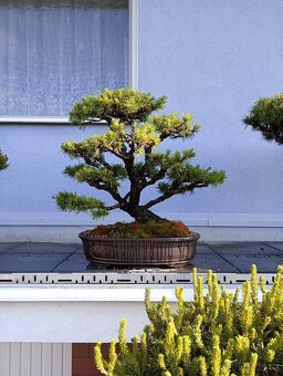 Borovice lesní (Pinus sylvestris) bonsai - 3