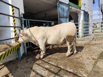Plemenný býk Charolais - 3