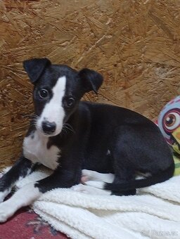 Whippet-Vipet - 3