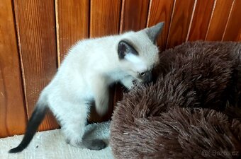 Koťátka Ragdoll bez PP - 3