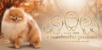 POMERANIAN S PP FCI - z Malebného povltaví - 3