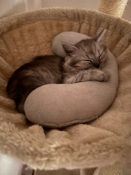Kocourek - kříženec Ragdoll a Evropské kočky - 3