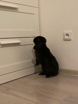 králík Hugo - 3