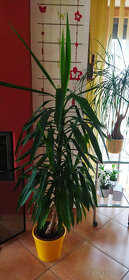 3x yucca 140-190 cm v plastovém květináči i jednotlivě - 3