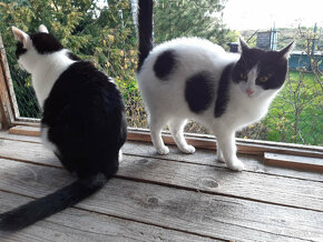 Dvě kočičky- ROZÁRKA a MACINKA  hledají společný domov - 3