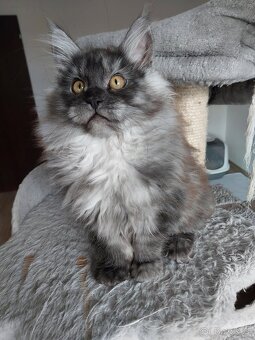 MAINE COON - Mainská mývalia s PP - 3
