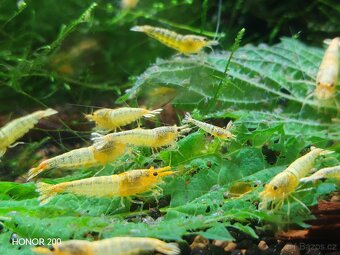 Krevetky Caridina - Yellow Bolt - 3