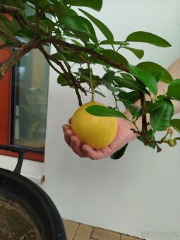 Citron - 3
