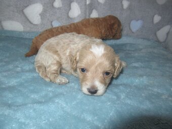 Maltipoo štěňátka - 3