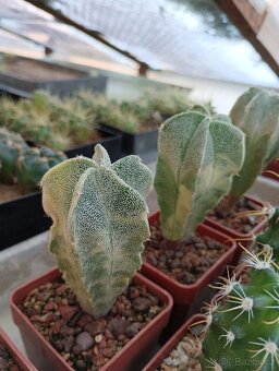 Kaktusy 🌵 - 3