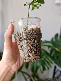 Monstera Laniata Mottled - 3