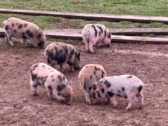 Gottingentské mini prasátka - 3
