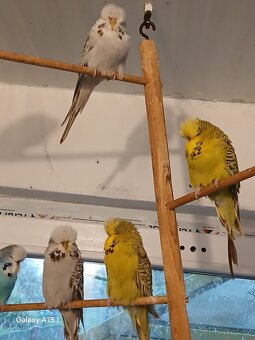 Výstavní  andulky - 3