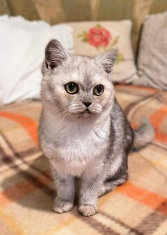 Britská koťátka bez PP - 3